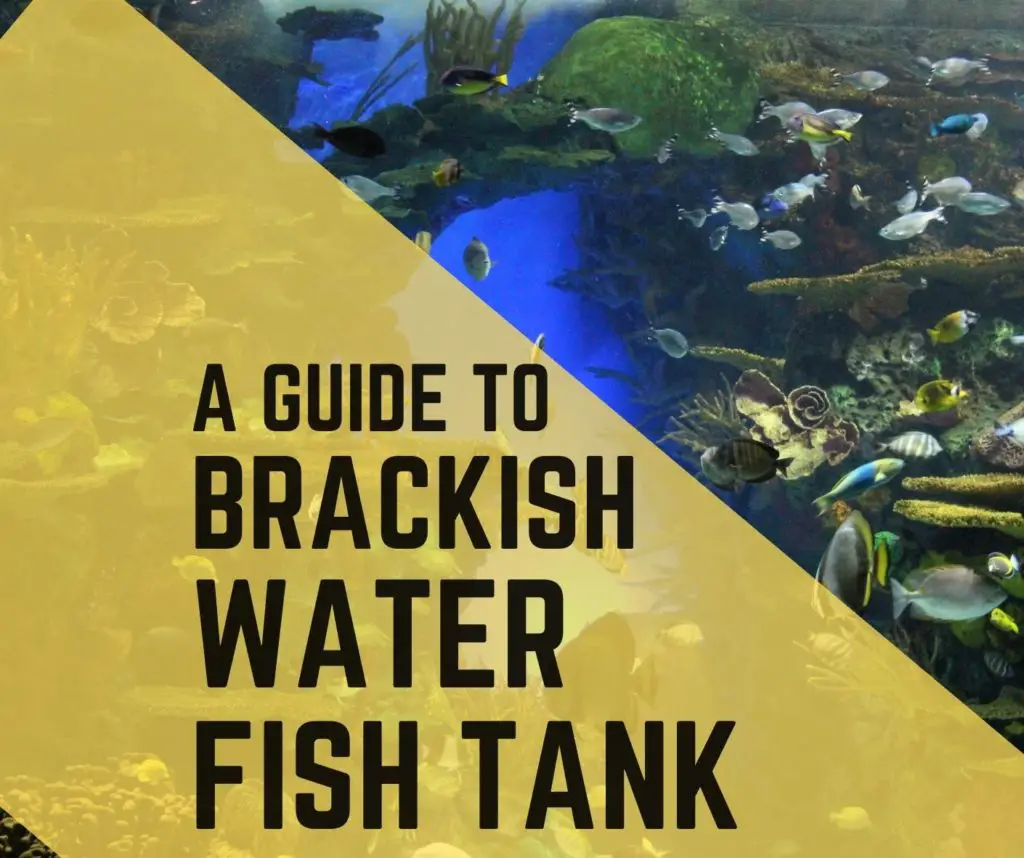 How To Setup Brackish Water Tank For Guppies Guppy Fish Care