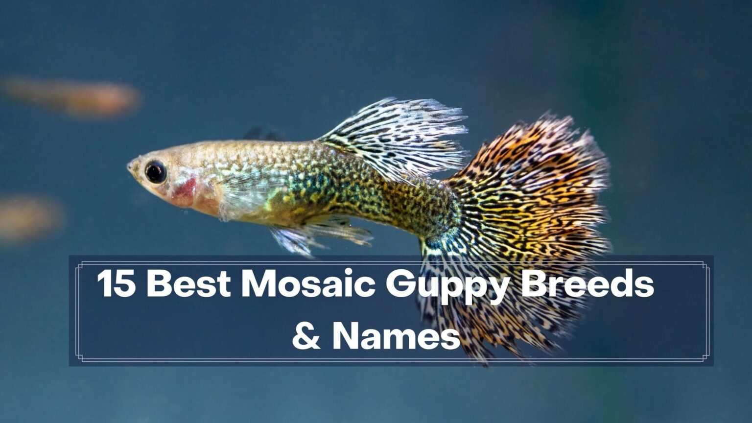 Best Mosaic Guppy Breeds And Names Guppy Fish Care