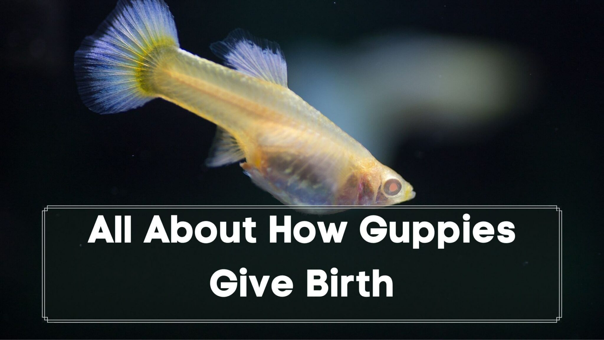 How Do Guppies Give Birth A Complete Guide Guppy Fish Care