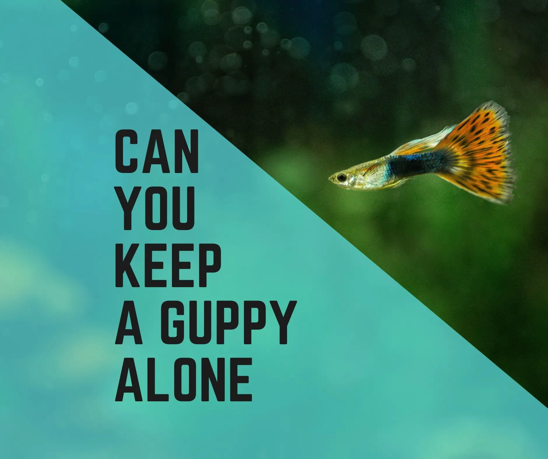 Can You Keep A Guppy Alone