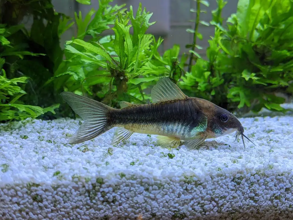 Corydoras or cory cats for kids