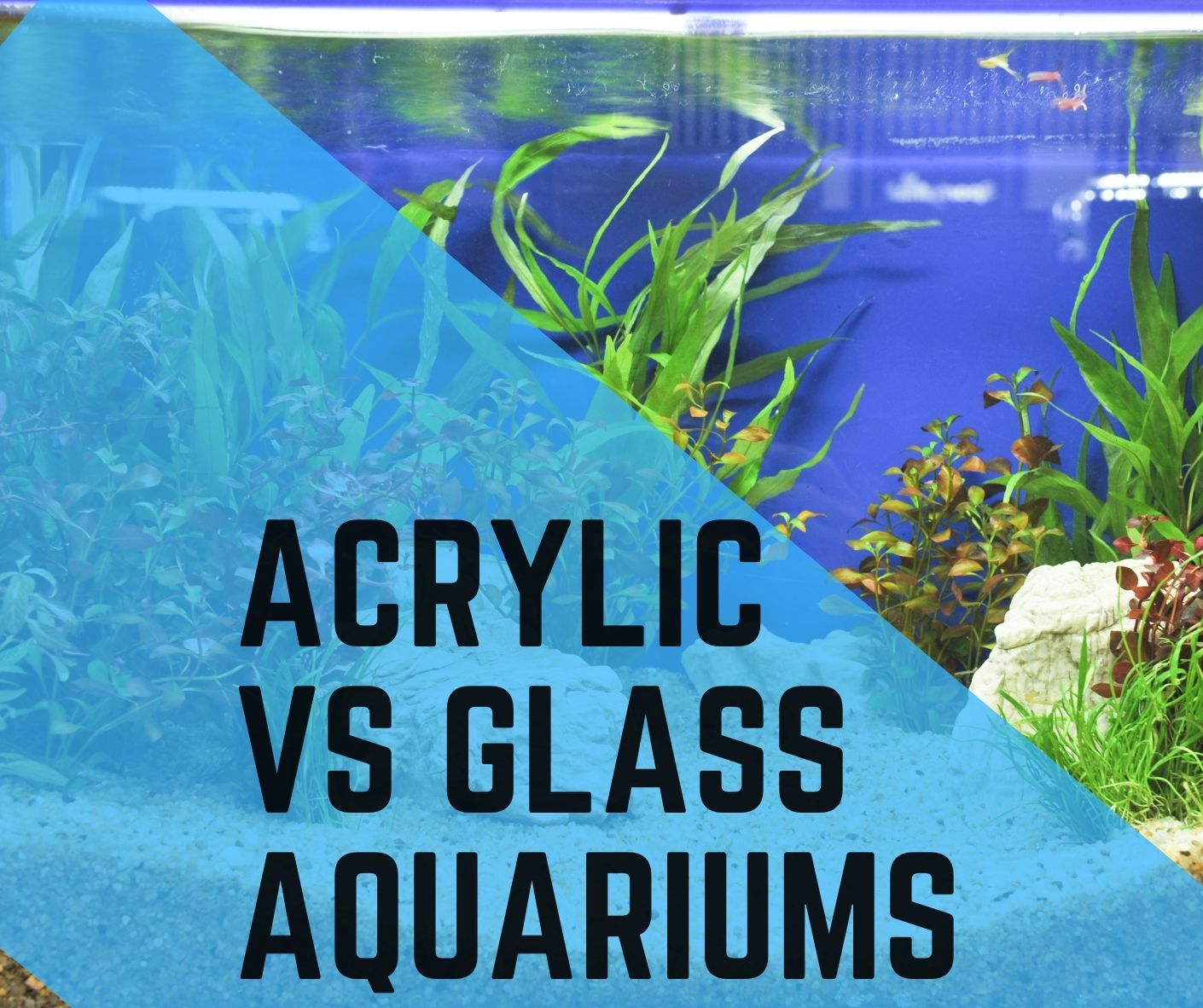 Acrylic vs Glass Aquariums