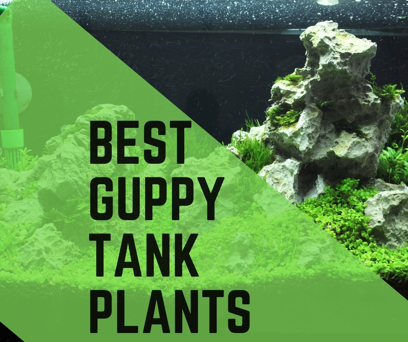 Best Guppy Tank Plants
