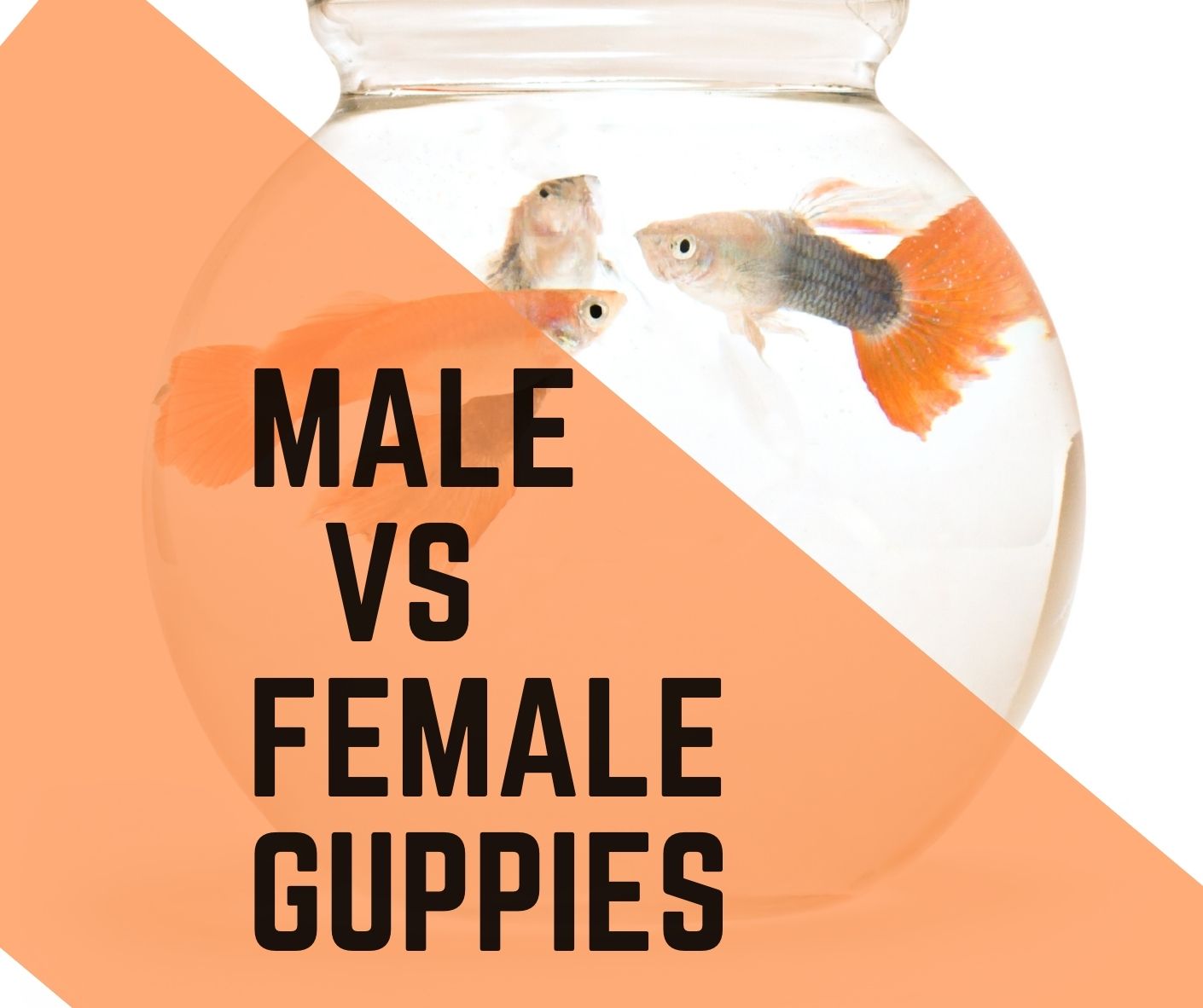 Male Vs Female Guppies Archives Guppy Fish Care