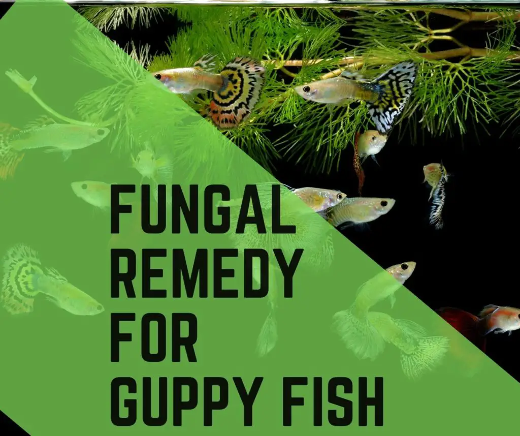 Guppy Fungus: (Types, Causes, and Remedy) 2022 Guide