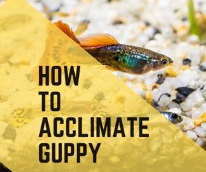 Acclimatization Of Guppy