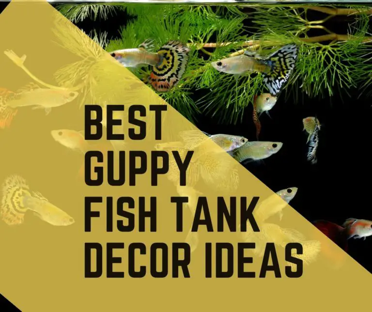 10 DIY Guppy Tank Decor Ideas (Live and Fake Plants) - Guppy Fish Care