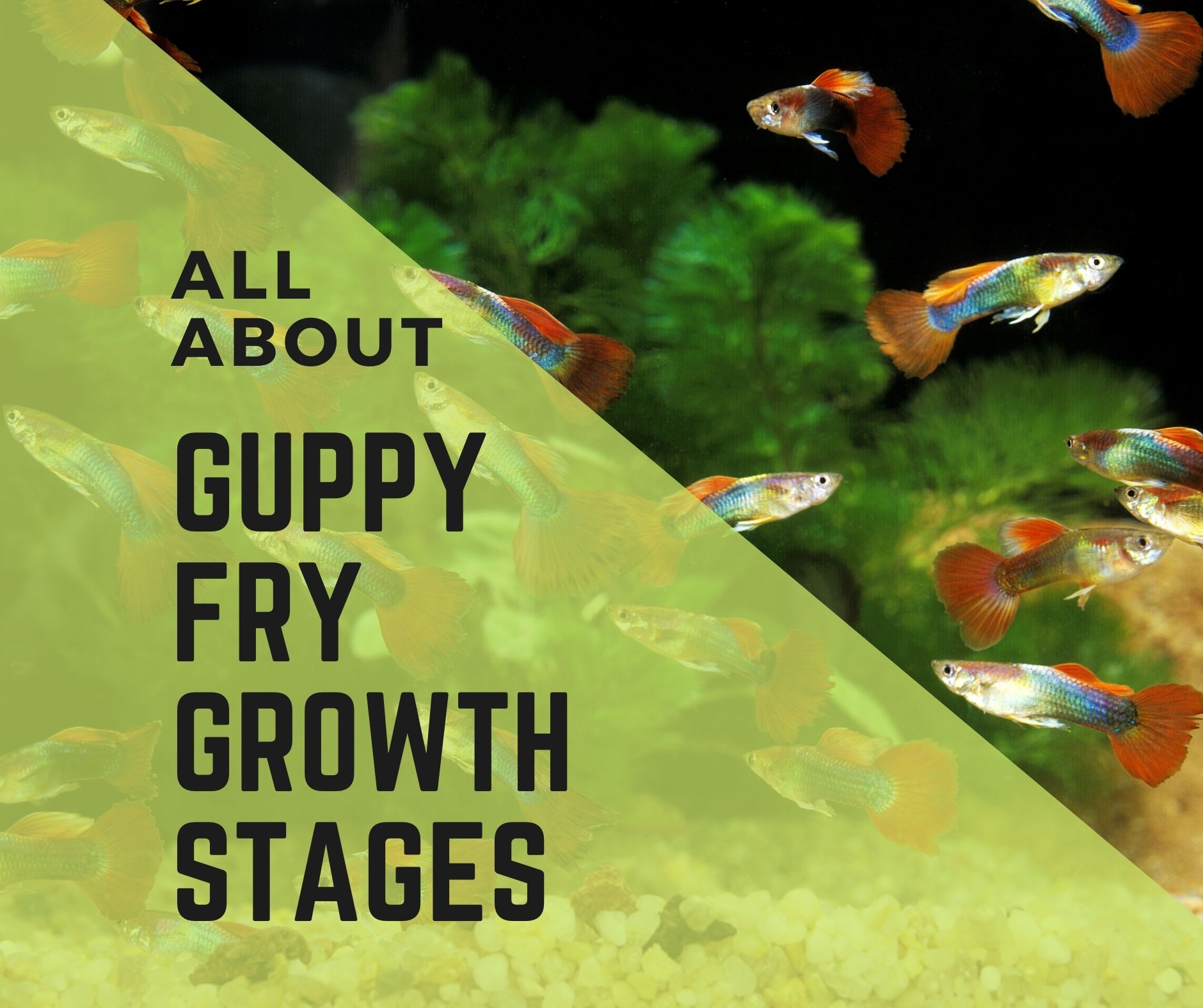 guppy fry growth stages