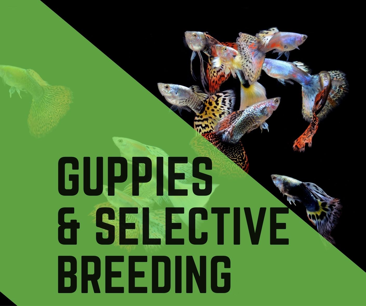ways to breed guppies