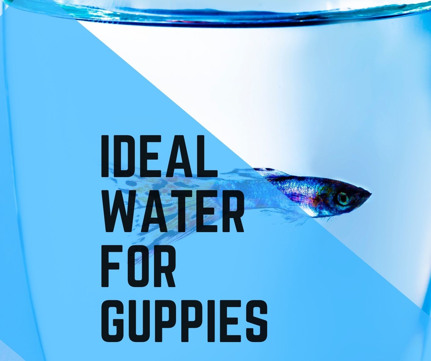 What Are the Ideal Water Parameters for Guppies? - Guppy Fish Care