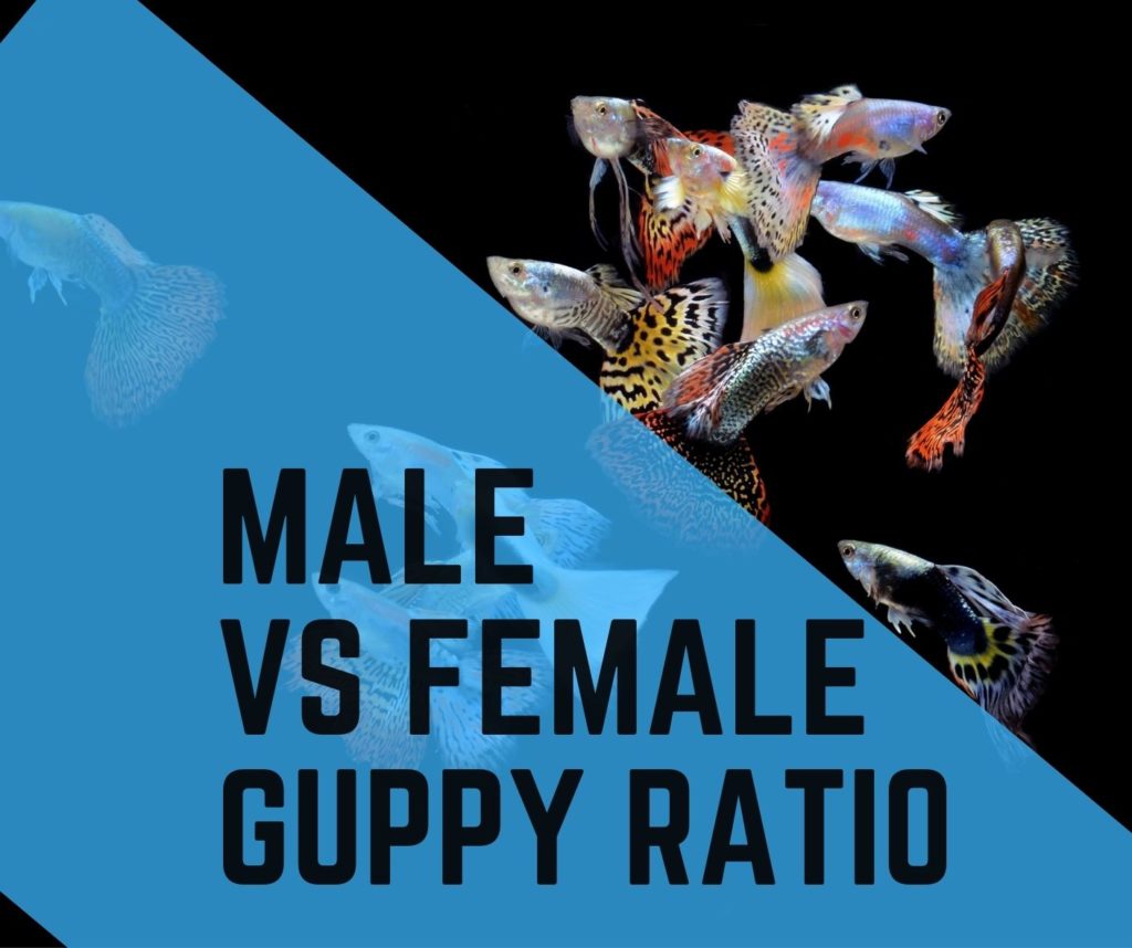 What is Best Guppy Male to Female Ratio? - Guppy Fish Care