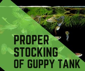 How To Properly Stock A Guppy Tank