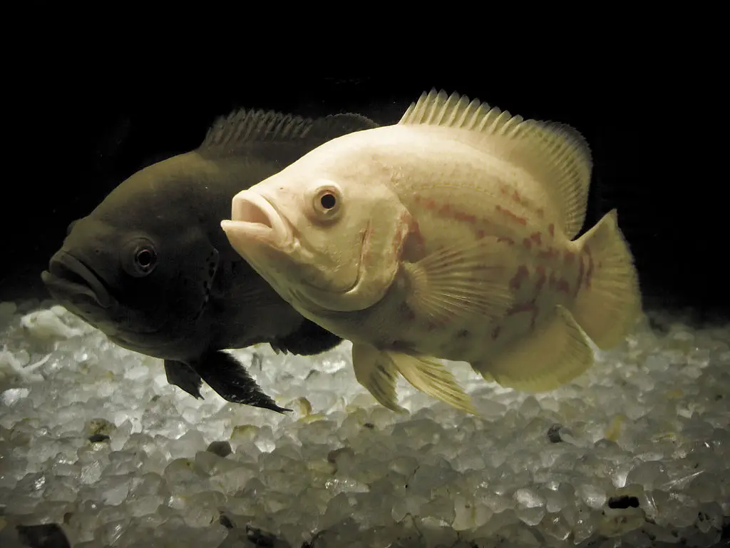 oscar fish Guppy Tank Mates You Can Join