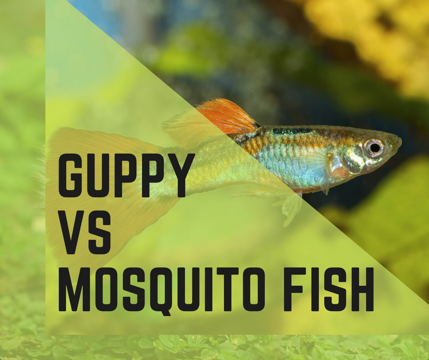 Mosquito Fish vs Guppy Fish
