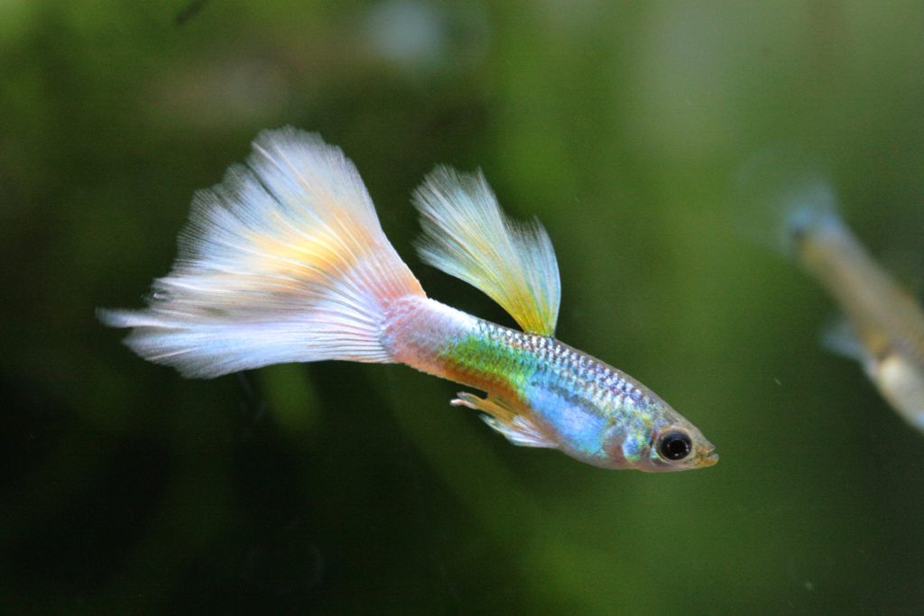 Brackish Water for guppies