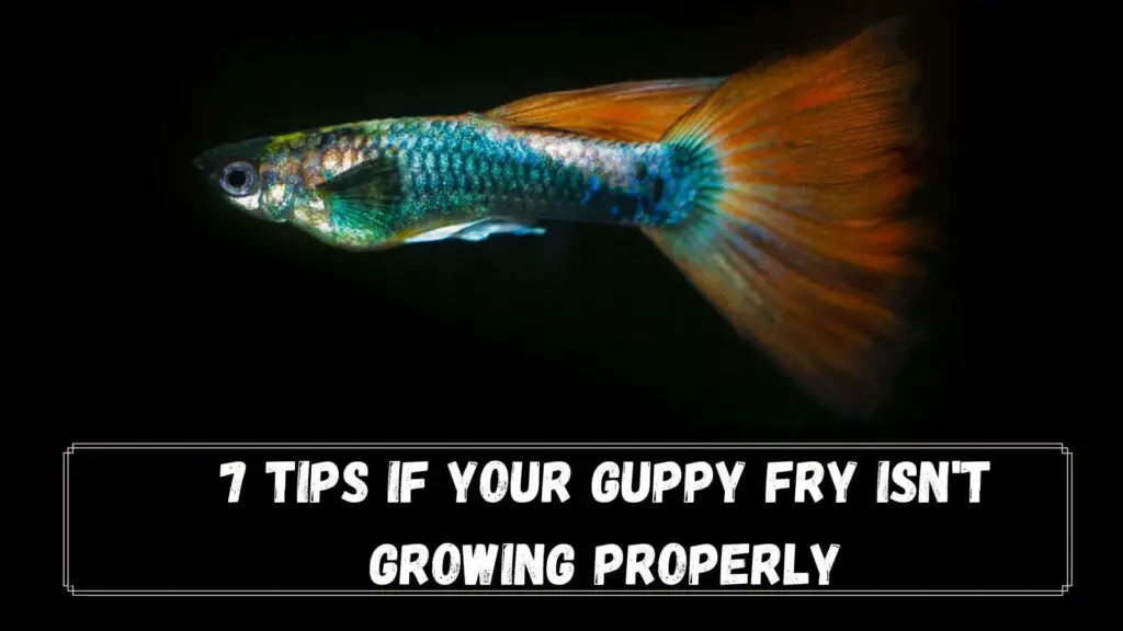 7 tips if your guppy fry isn't growing properly
