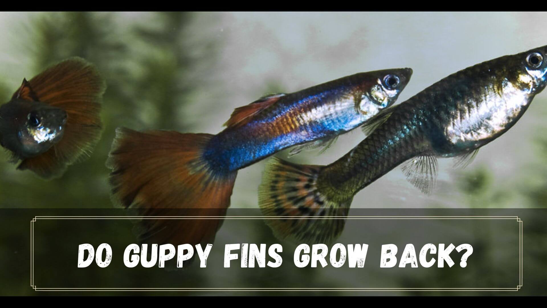 Do Guppy Tails and Fins Grow Back? How To Help? - Guppy Fish Care