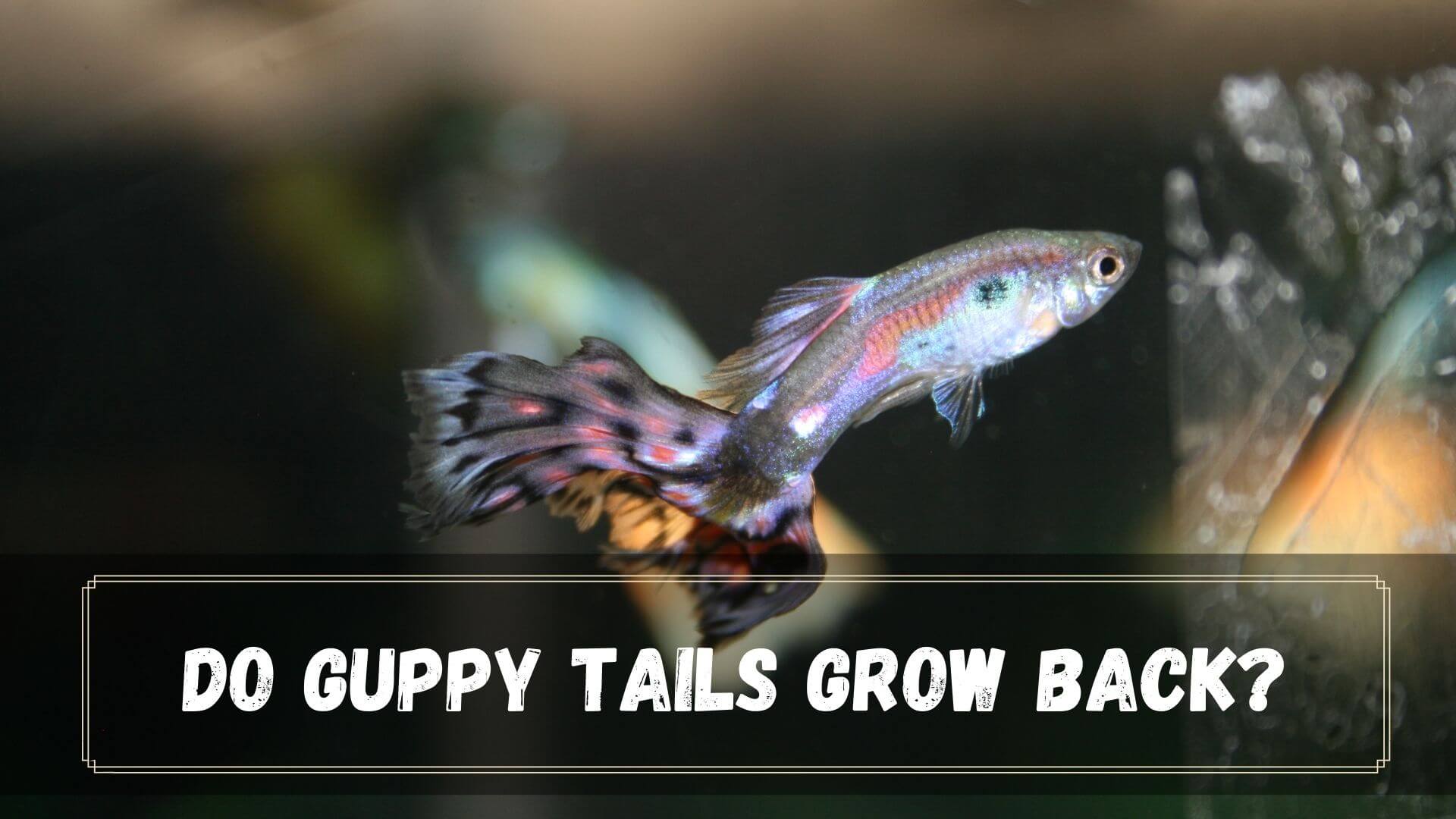 Do Guppy Tails and Fins Grow Back? How To Help? - Guppy Fish Care