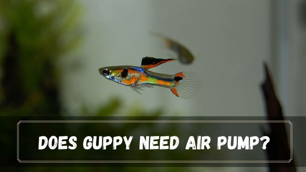 does guppy need air pump