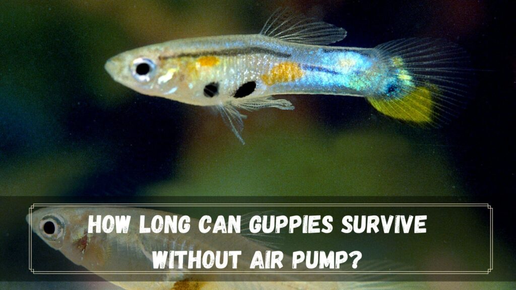 how long can guppies survive without air pump