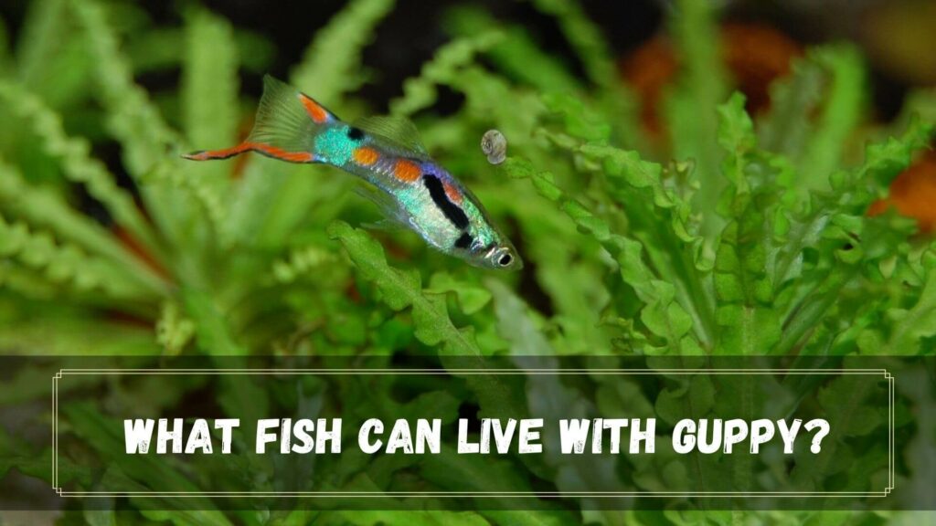 what fish can live with guppy