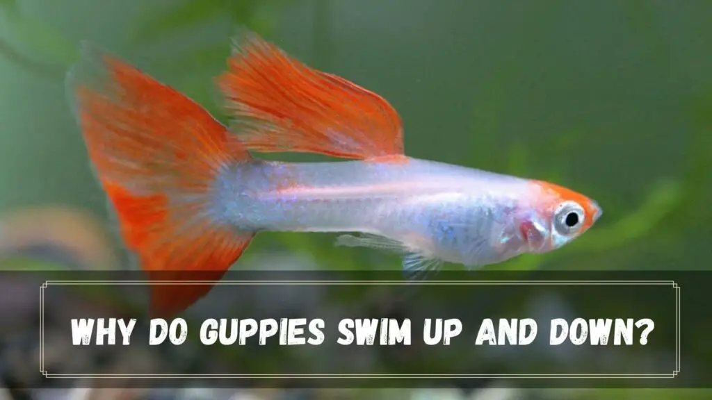 why do guppies swim up and down