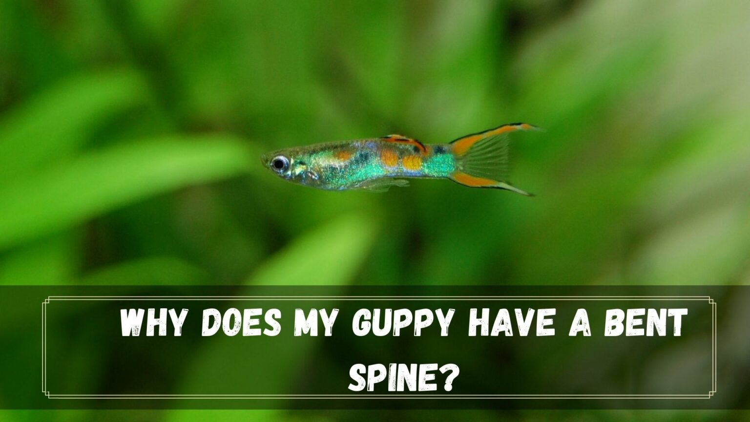 Why Does My Guppy Have A Hump Back and Bent Spine - Guppy Fish Care