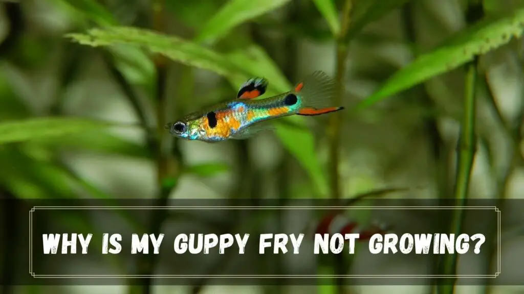 why is my guppy fry not growing