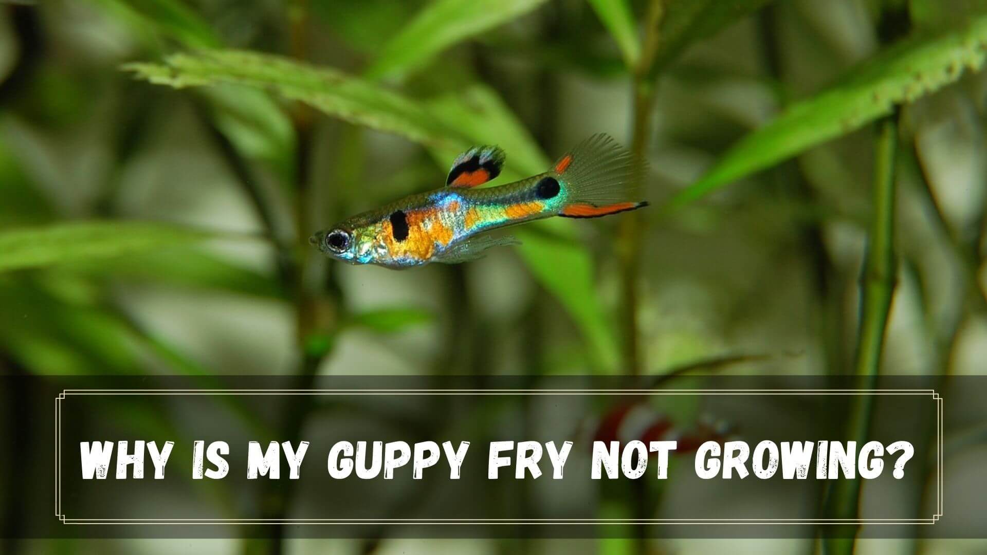 Why Is My Guppy Fry Not Growing? 7 Solid Reasons - Guppy Fish Care