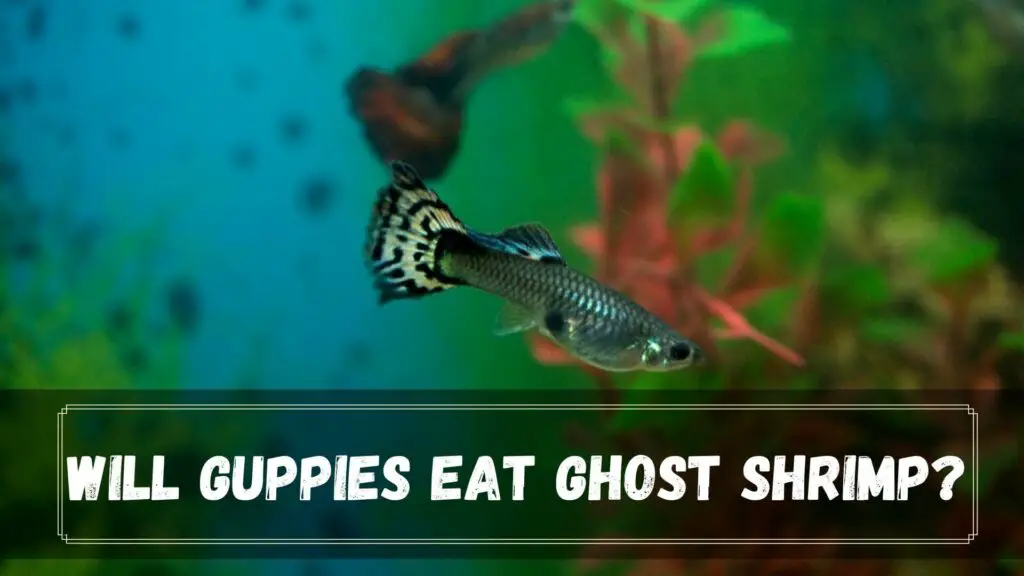 will guppies eat ghost shrimp