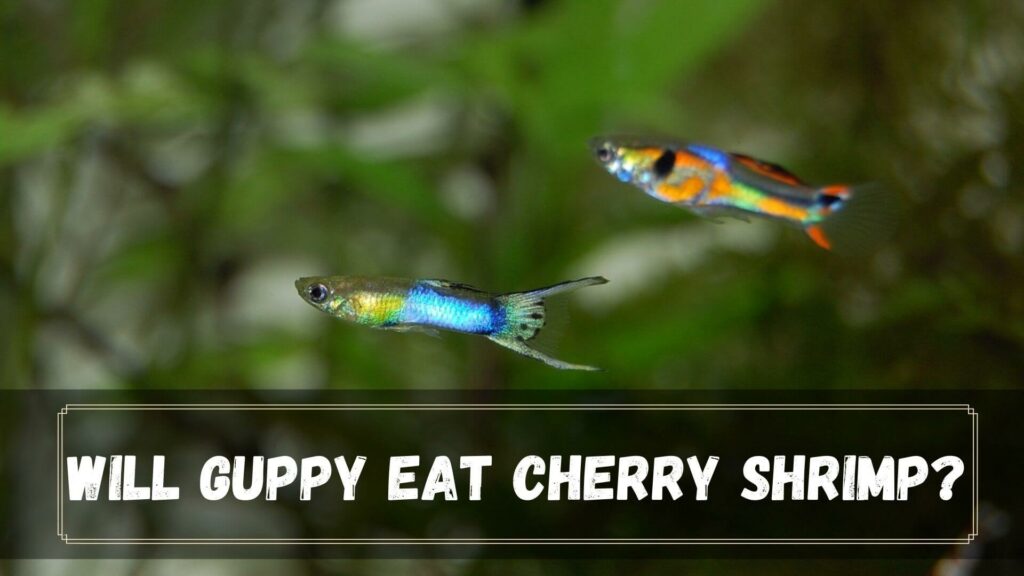 will guppy eat cherry shrimp