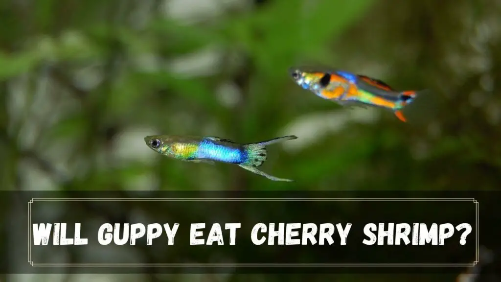 will guppy eat cherry shrimp