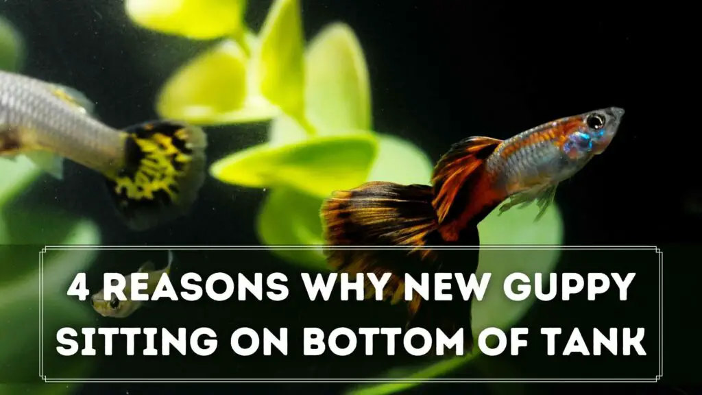 4 reasons why new guppy sitting on bottom of tank