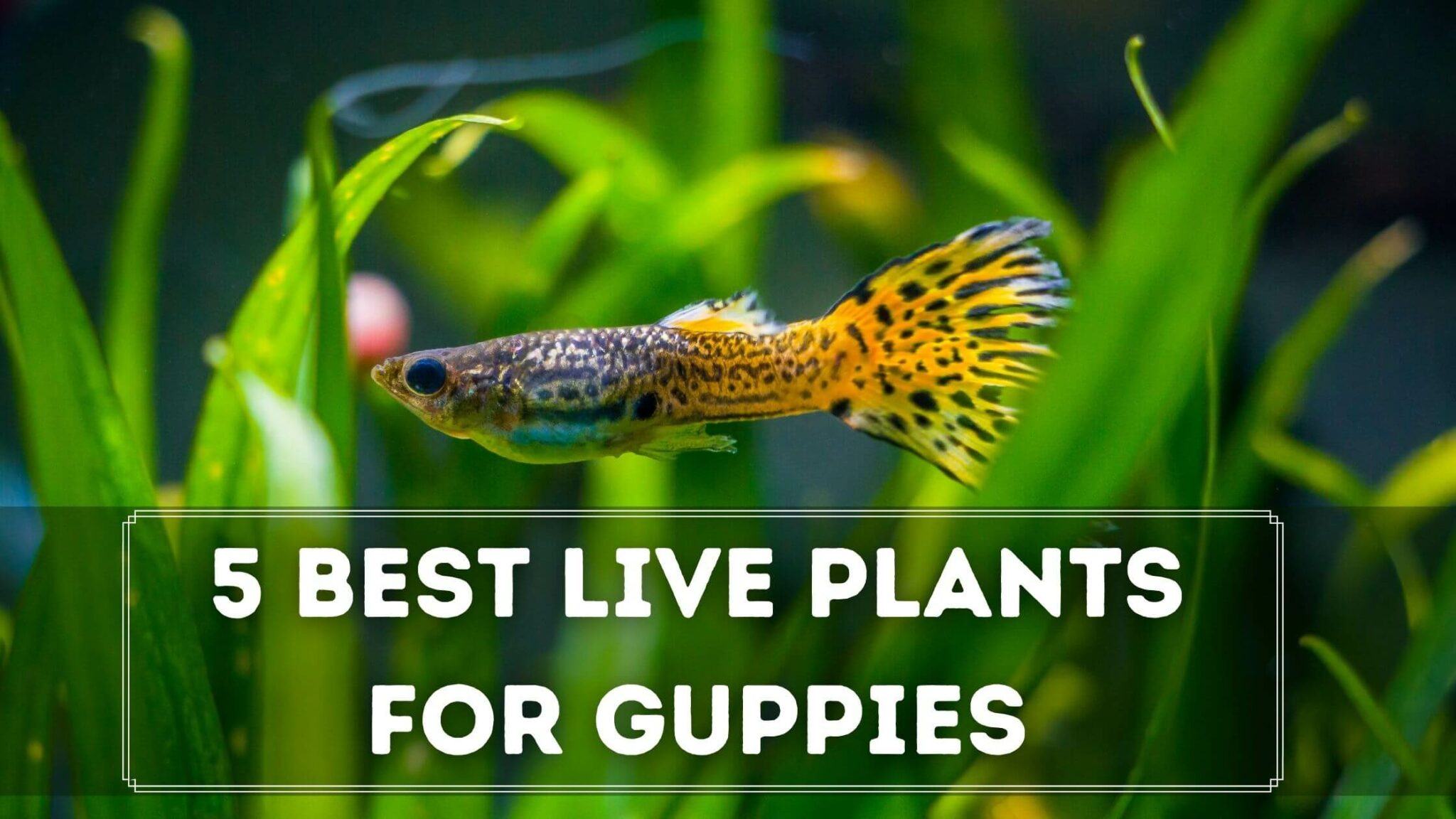 What Plants Are Best For Guppies