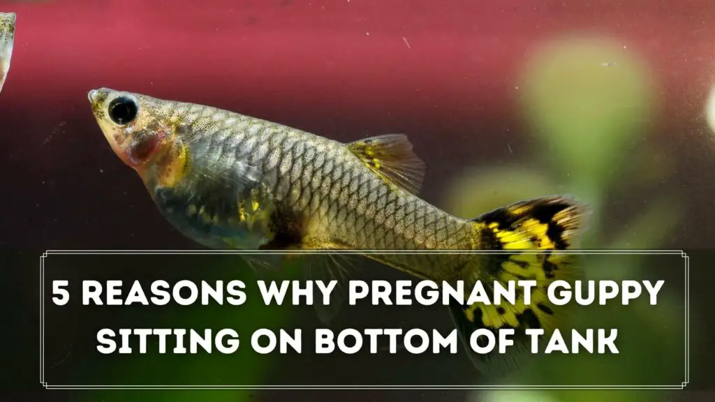 5 reasons why pregnant guppy sitting on bottom of tank