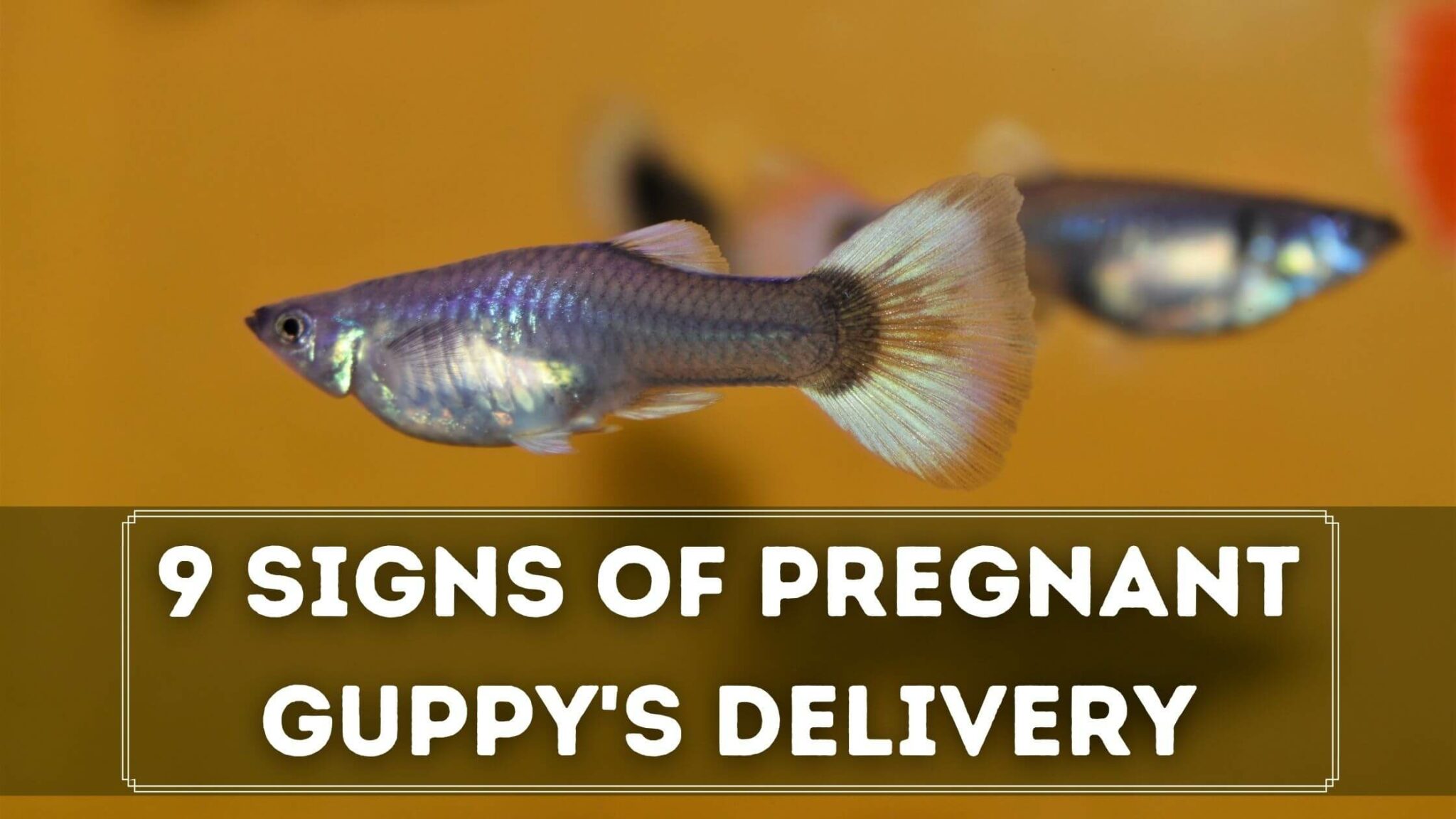 9 Must Know Pregnant Guppy Signs Of Delivery - Guppy Fish Care