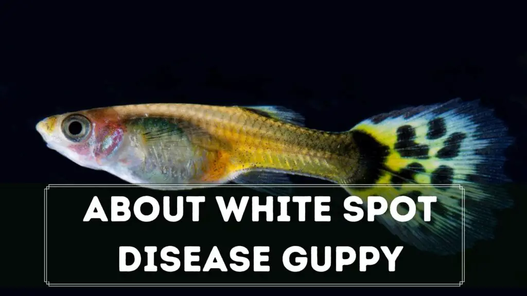 about white spot disease guppy
