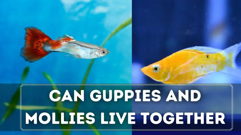 can guppies and mollies live together