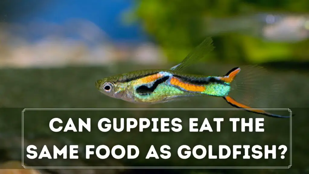 can guppies eat the same food as goldfish