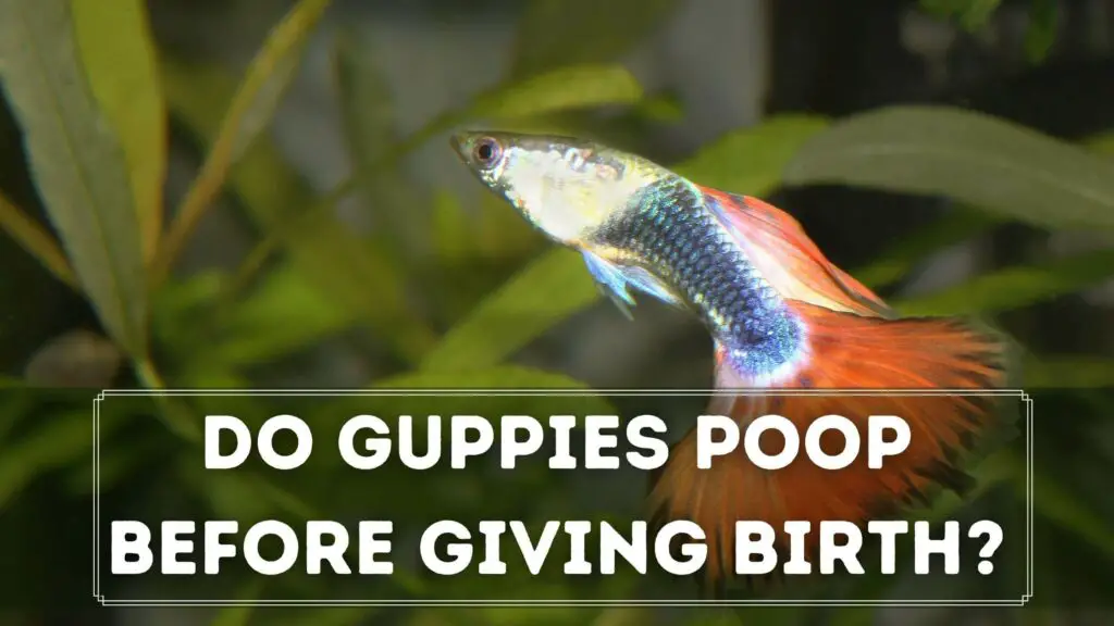do guppies poop before giving birth