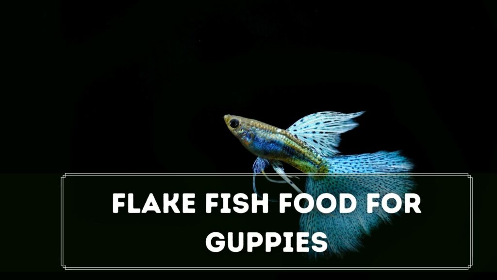 flake fish food for guppies