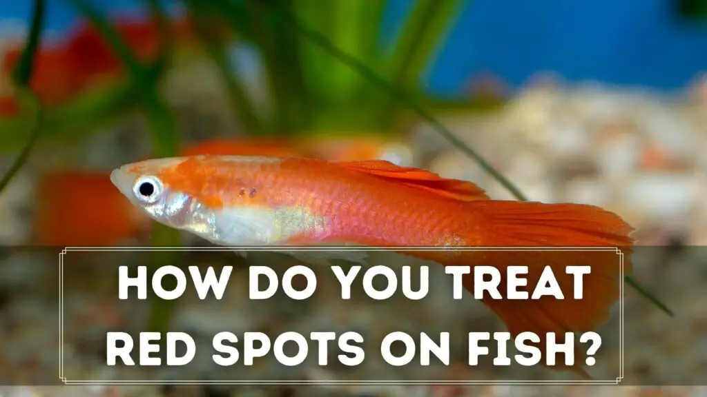 how do you treat red spots on fish