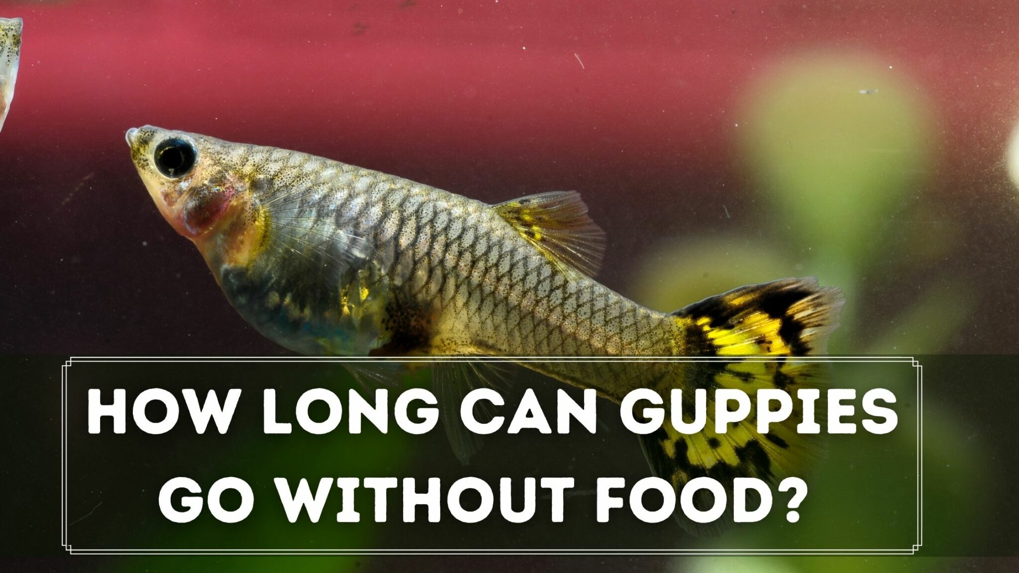 How Long Can Guppies Go Without Food? - Guppy Fish Care