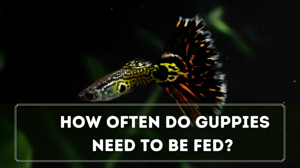 how often do guppies need to be fed