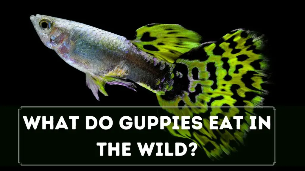 what do guppies eat in the wild