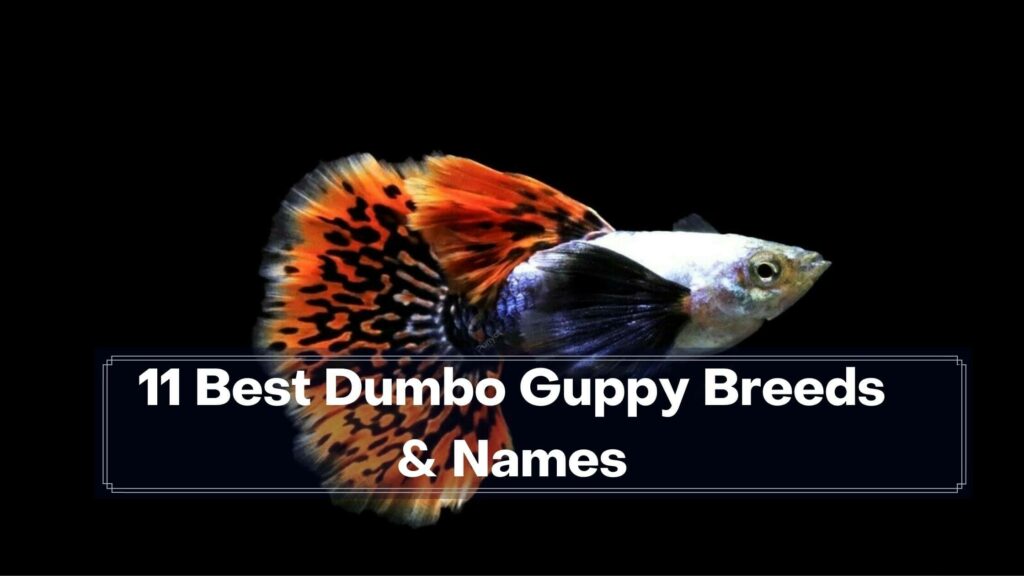 11 best dumbo guppy breeds & names