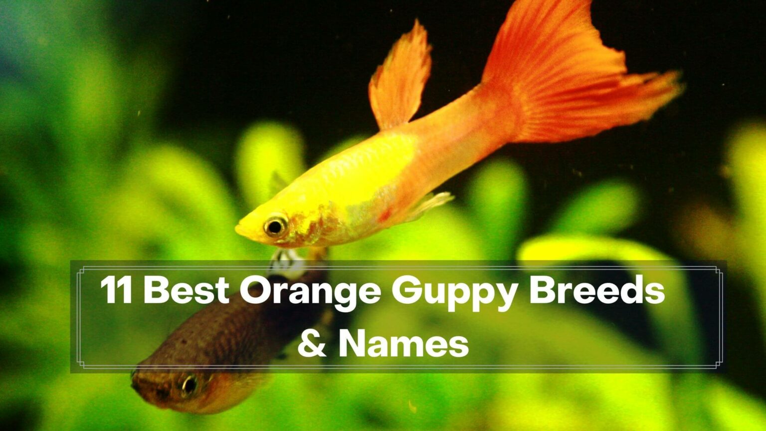 11 Best Orange Guppy Breeds Prices And More Guppy Fish Care