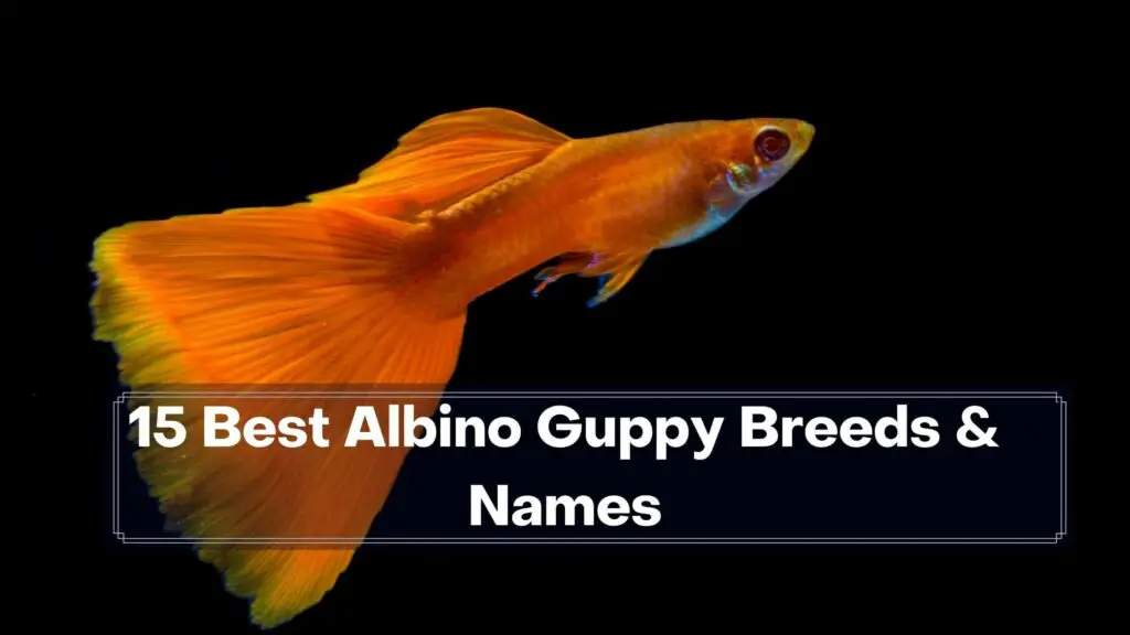 15 best albino guppy breeds & names