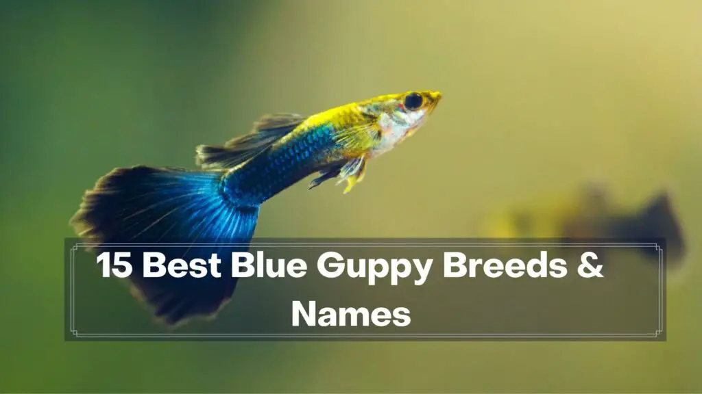 15 best blue guppy breeds & names