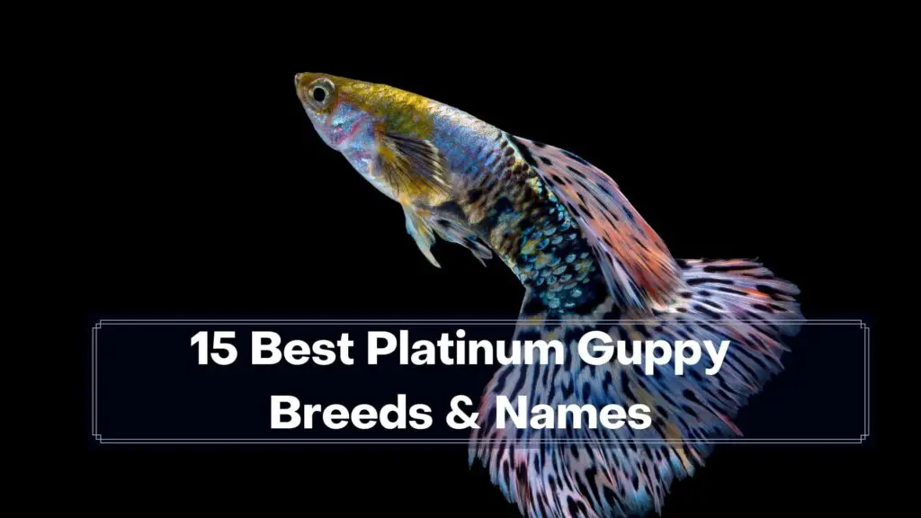 15 best platinum guppy breeds & names